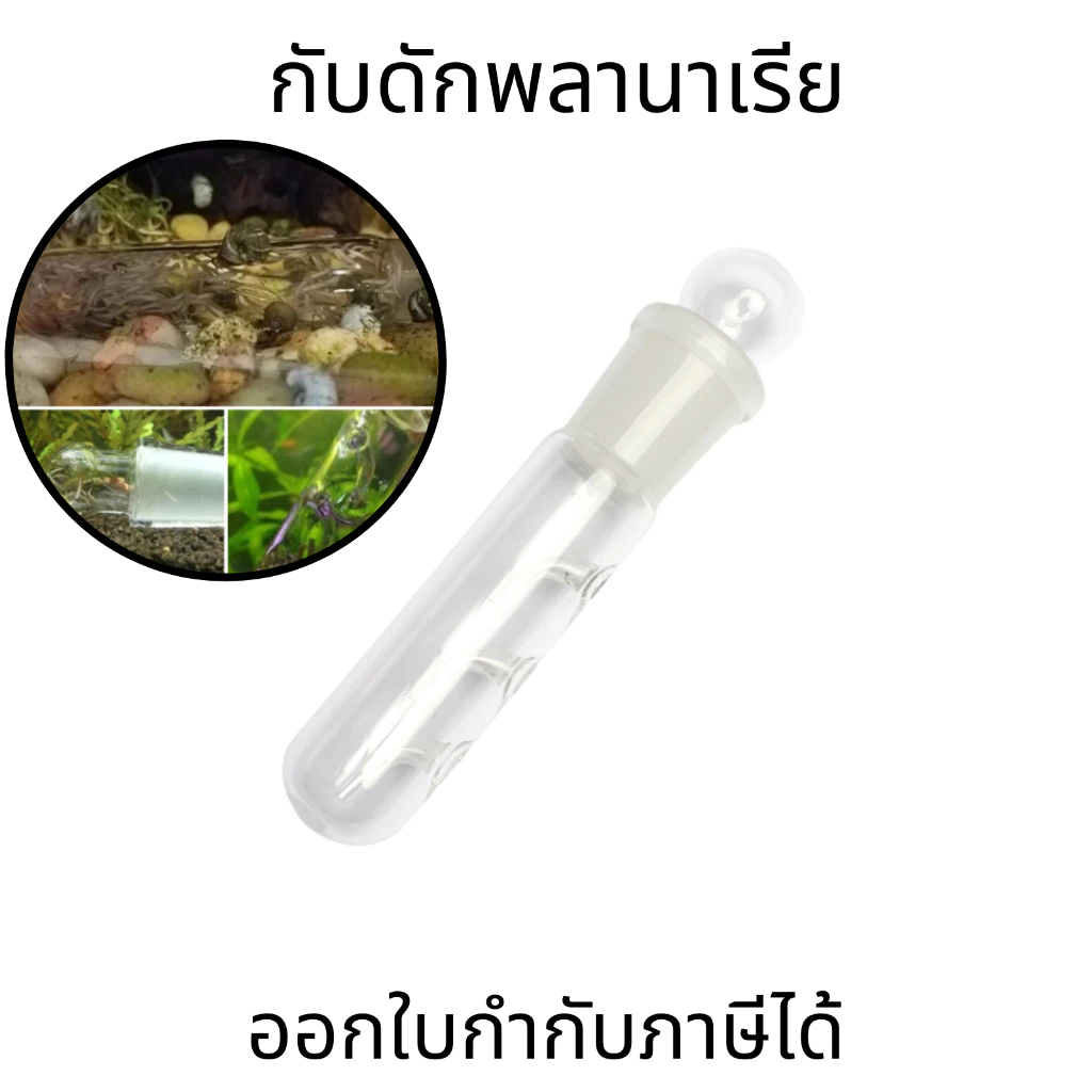 หลอดแก้วดักพลานาเรีย กับดักพลานาเรีย Planaria Trap สำหรับตู้กุ้ง ตู้ปลา ตู้ไม้น้ำ สำหรับกำจัดพลานาเรียในตู้ปลา