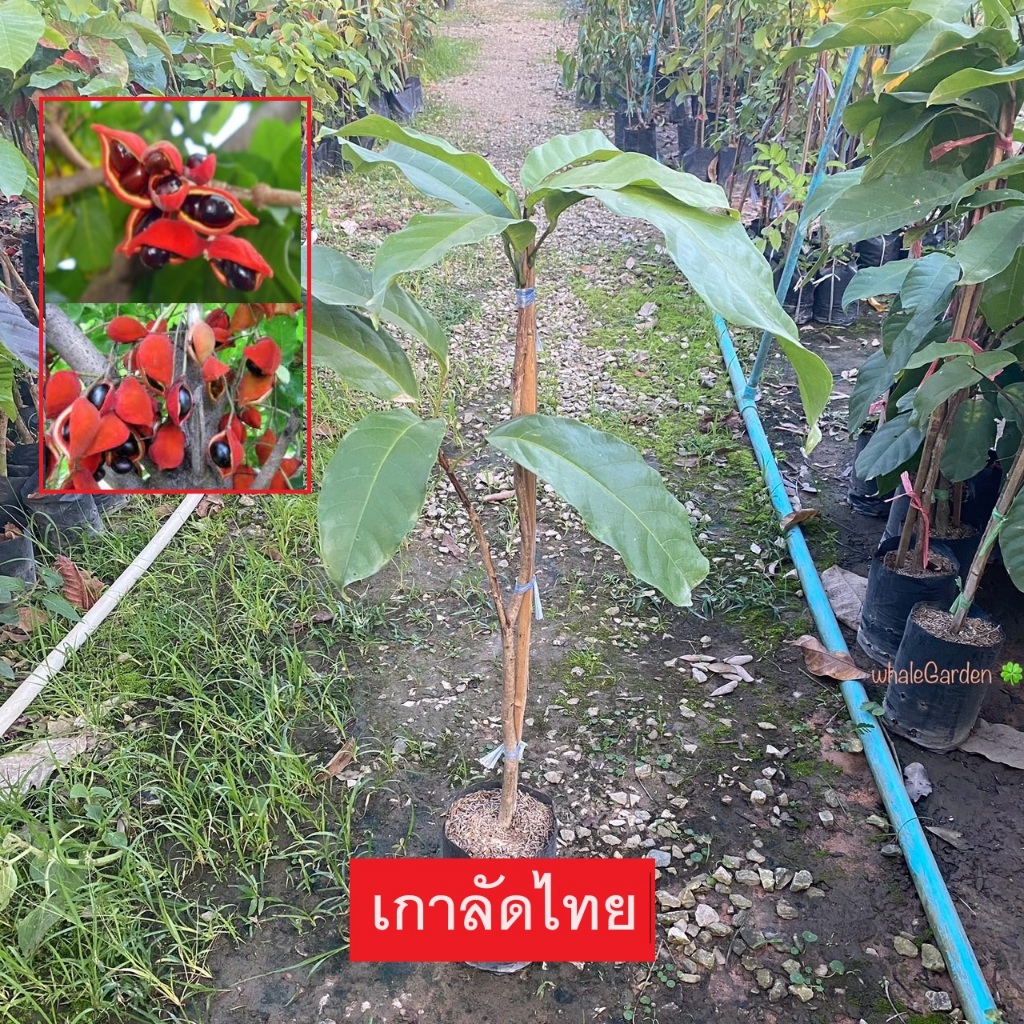 ต้นเกาลัดไทย เกาลัดไทย กิ่งตอน (Sterculia monosperma Vent) ไม้ประดับสวยงามเปลือกผลสีแดงสด (รับประกันสินค้า)