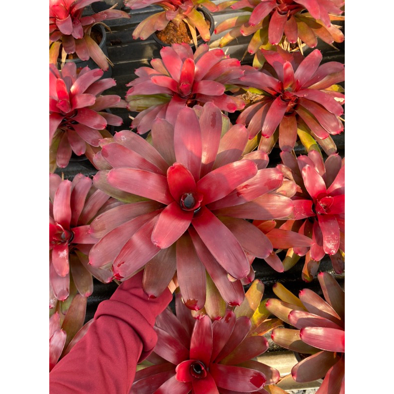 หน่อ-สับประรดสีนีโอแฟรี่ไนท์#bromeliad# ต้นไม้สวยงาม# ไม้ประดับ