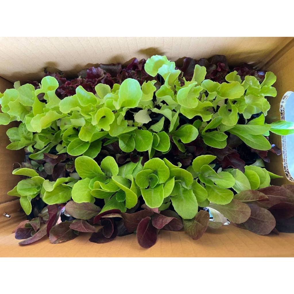 ต้นกล้าผักสลัด ไฮโดรโปรนิกส์ ต้นกล้าผักสวนครัวพร้อมปลูก มีสายพันธุ์ สลัดแก้ว ฟินเล่ย์ กรีนโอ๊ค เรดโอ๊ค มินิคอส ผักกาดขาว
