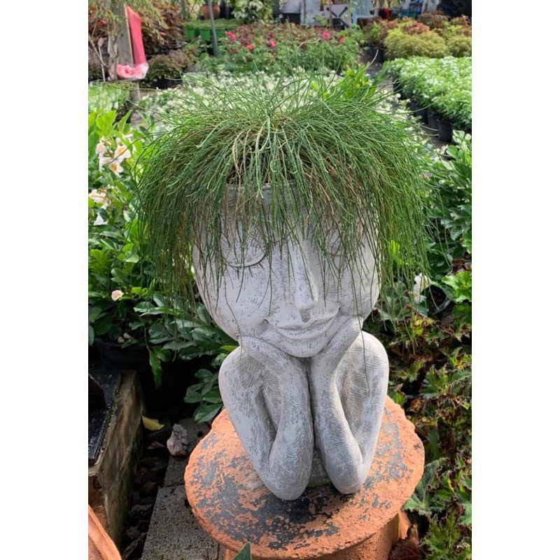 สนออสเตรเลีย Casuarina equisetifolia L. ตกแต่งสวนสวยเก๋