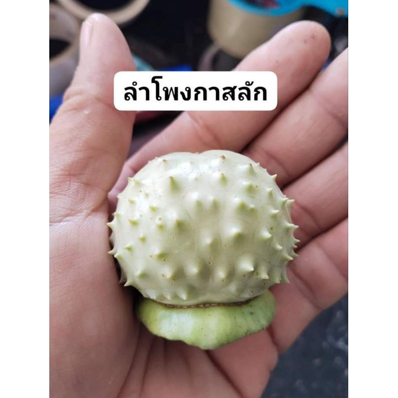 ลำโพงขาว มะเขือบ้า ขายผลสด 1 ผล 50 บาท(สำหรับทำยาหรือวิจัย) - รูปที่ 4