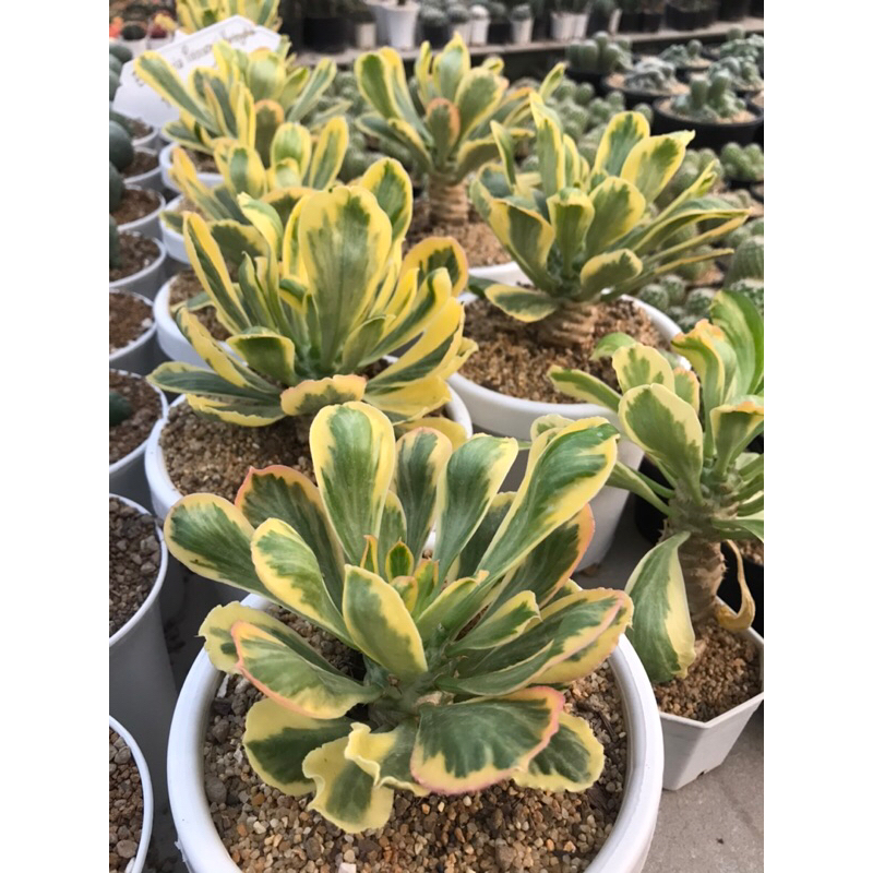 ยูโฟเบีย ทองอำพันด่าง กระถางใหญ่5.5” Euphorbia poissonii variegated