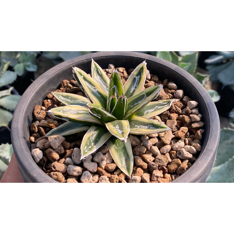 Agave victoriae-reginae 'Kizan'