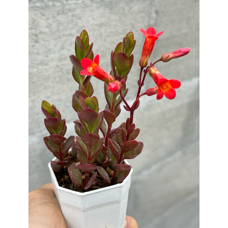 Kalanchoe “Tessa” (ปลายใบแหลมไม่มีขน) ไม้อวบนำ้ สวยๆ น่ารักๆ มีดอกสีแดง ขนาด 2 นิ้ว