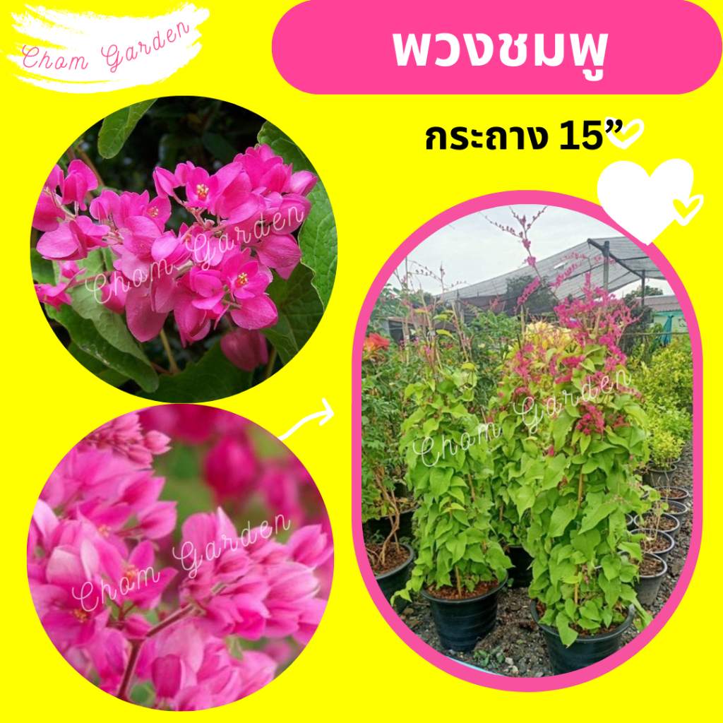 ต้นพวงชมพู​ กระถาง 15 นิ้ว