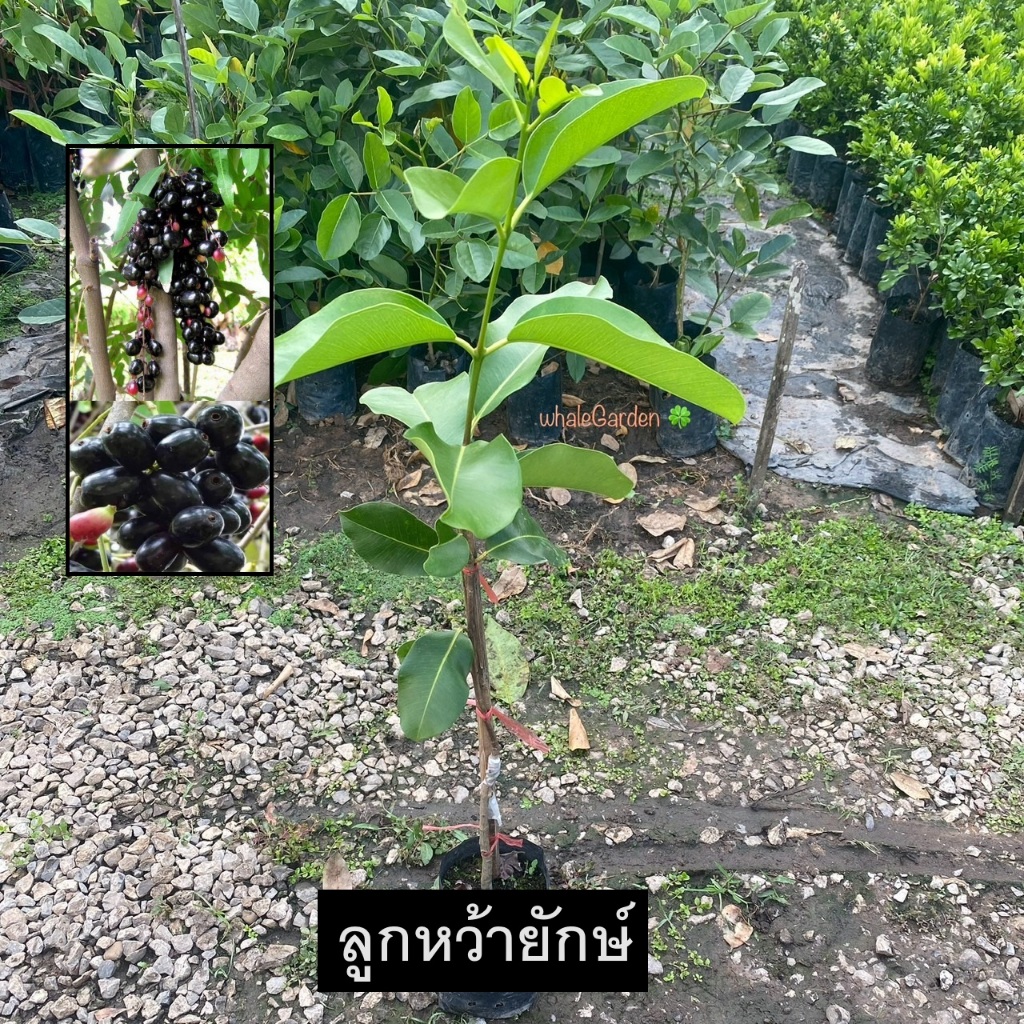 ต้นลูกหว้า ลูกหว้ายักษ์ เสียบยอด (Jambolan plum) ลูกหว้า ผลไม้ที่มีรสชาติหวาน (รับประกัน ส่งใหม่ฟรี หากสินค้าเเสียหาย!!)