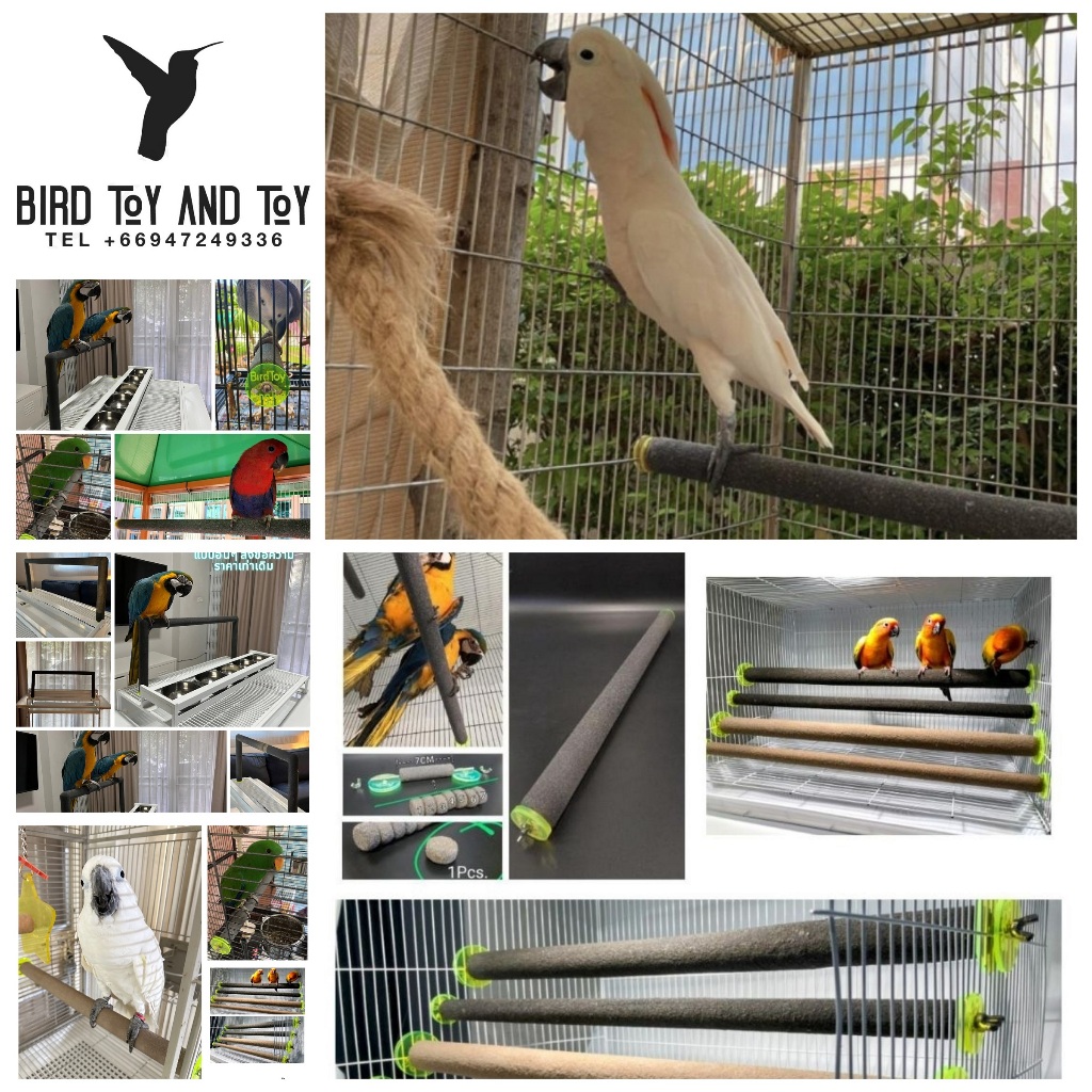 Official BirdToyAndToy สั่งง่ายๆ ส่งเร็ว มีทุกขนาด คอนนก ของเล่นนก กรงนก ที่ยืนนก คอนยืนนก อุปกรณ์เลี้ยงนก
