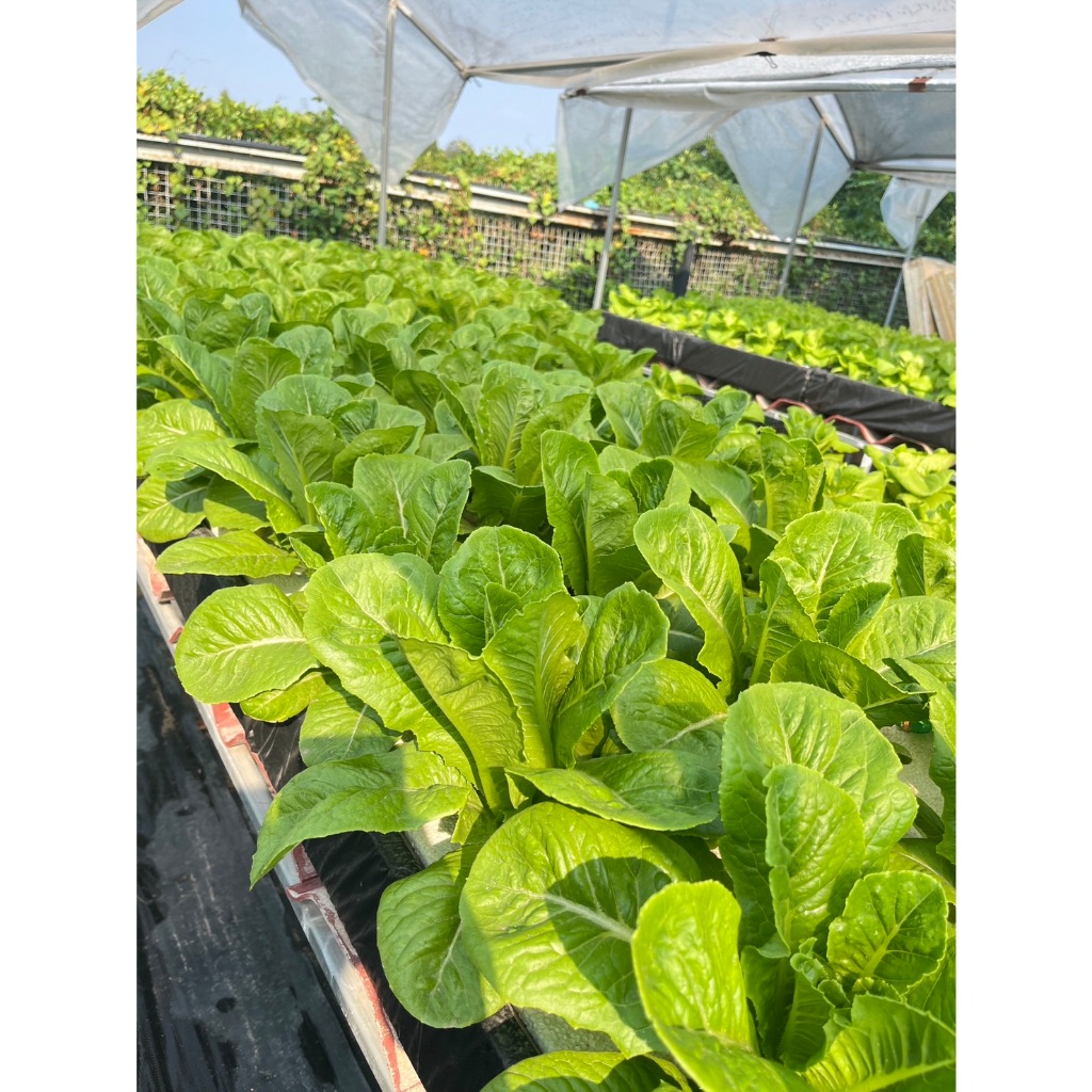 [ครบชุด]ชุดกล่องปลูกผัก  ไฮโดรโปนิกส์ กล่องโฟม ปลูกผักไฮโดรโปนิกส์ hydroponic รูปที่ 6