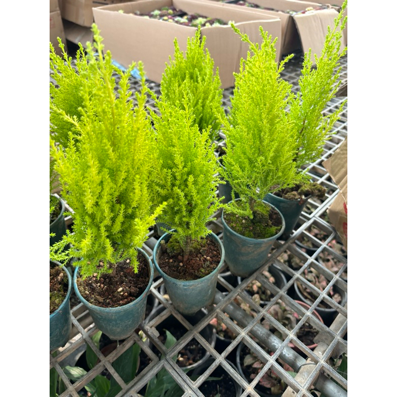 สนเลม่อน #Cupressus macrocarpa 'Lemon Cypress'   สนเลม่อน 🌲🍋กระถาง5นิ้วพร้อม15-30cm