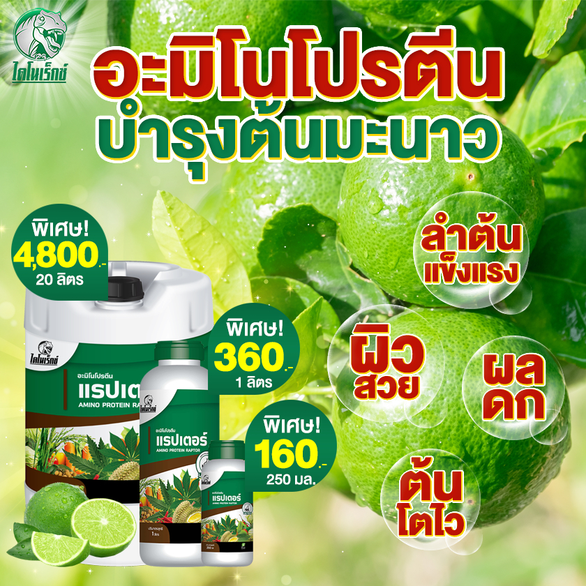 มะนาว โตไว ใบเขียว ผลใหญ่ แข็งแรง ผลผลิตดี อะมิโนโปรตีนจำเป็นสำหรับพืช 20 ชนิด อะมิโนแรปเตอร์ ตราไดโนเร็กซ์