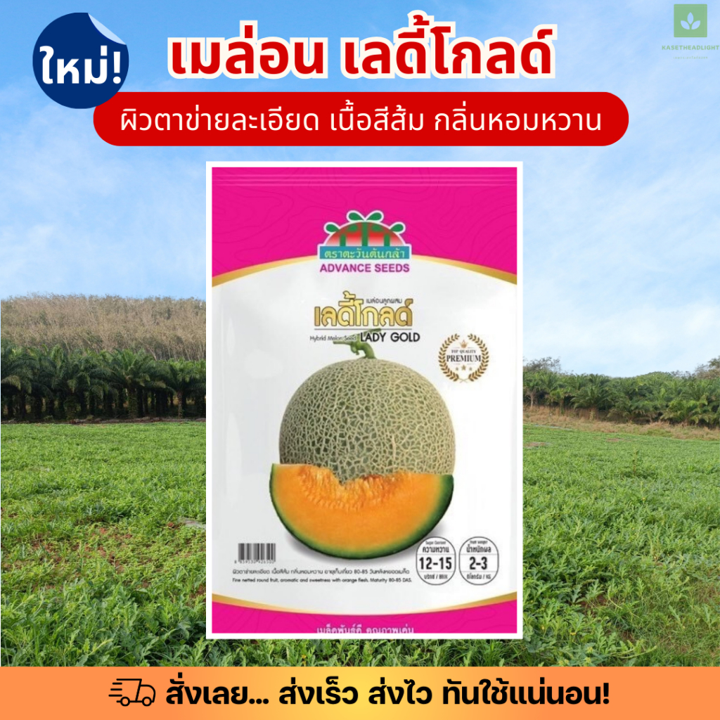 ซองพรีเมี่ยม เมล่อน เลดี้ โกลด์ 80เมล็ด เมล็ดพันธุ์เมล่อน ตะวันต้นกล้า Lady Gold