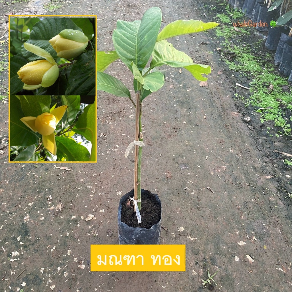 ต้นมณฑาทอง มณฑาทอง (Talauma candollei) ไม้ไทยมีกลิ่นหอมดอกสวย ปลูกเป็นสิริมงคลแก่บ้าน (รับประกันสินค้า)