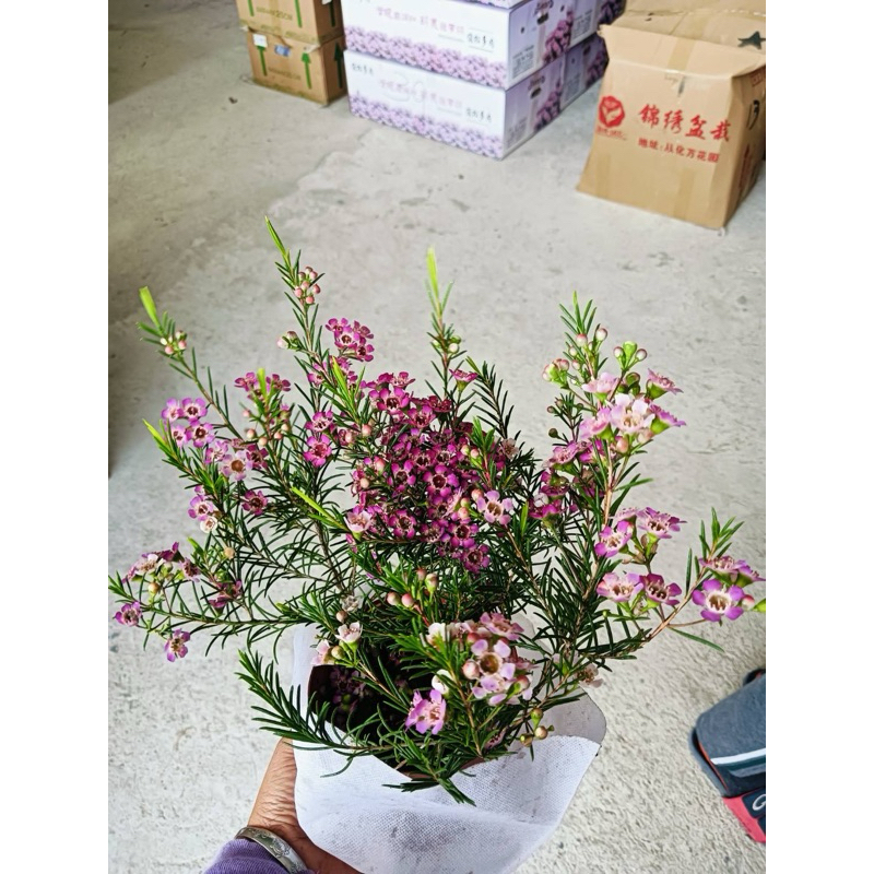 จำนวนจำกัด #ดอกแว๊กซ์ มีความพิเศษคือ กลิ่นหอมสดชื่น หรือ Chamelaucium ตามออเดอร์พรี - รูปที่ 2