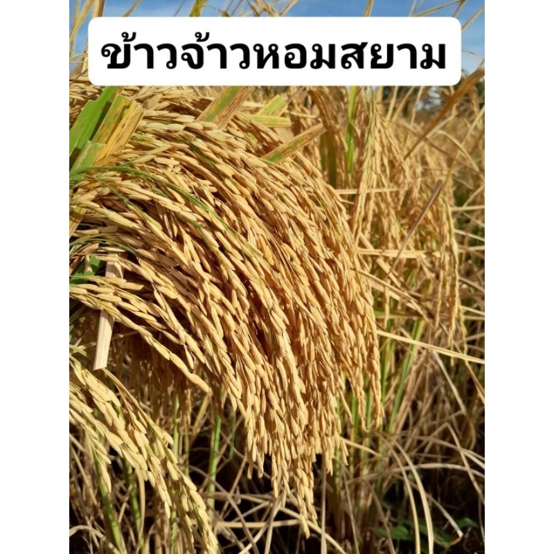 พันธุ์ข้าวหอมสยาม1 (เกรด A ทำด้วยมือทุกขั้นตอน), ข้าวหอมสยามต้นเตี้ย, 1/2 กิโลกรัม, เมล็ดพันธุ์ใหม่ 