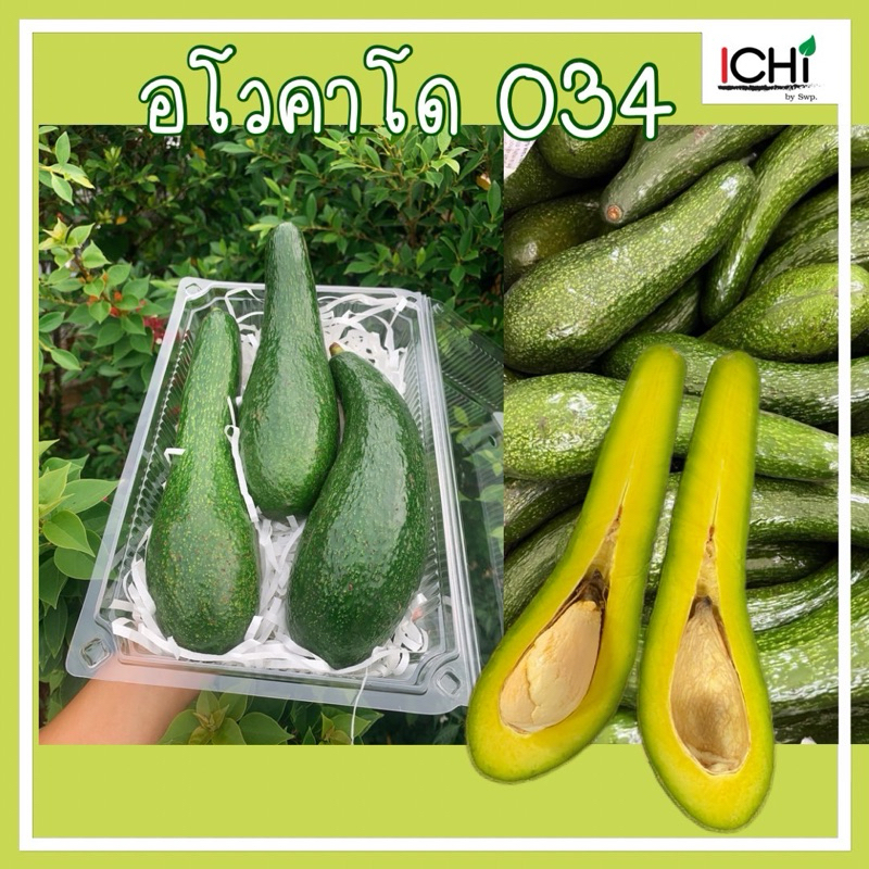อาโวคาโด034 ต้นฤดุกาล สดใหม่