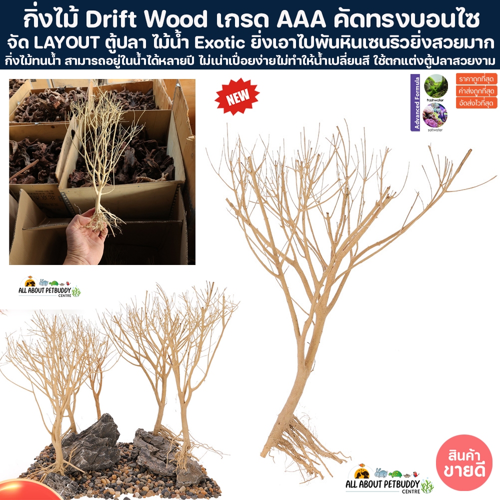 กิ่งไม้ ขอนไม้ Drift Wood เกรด AAA คัดทรงบอนไซ ขนาด30-50cm Layout ตู้ไม้น้ำ ตู้ปลา บอนไซ กิ่งไม้แท้ 