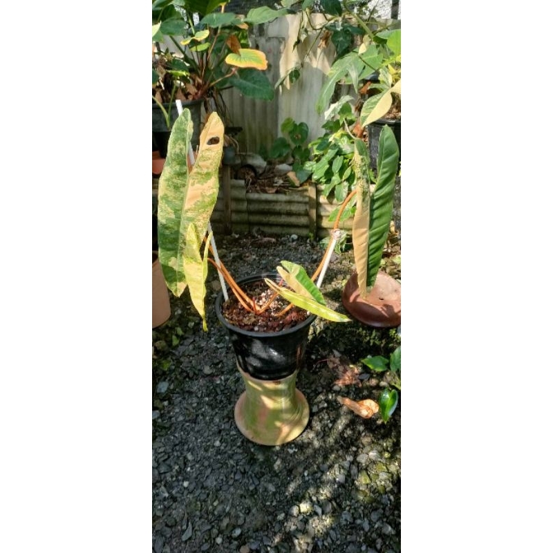 Philodendron billietiae variegated ฟิโลเดนดรอนก้านส้มด่าง2หน่อ