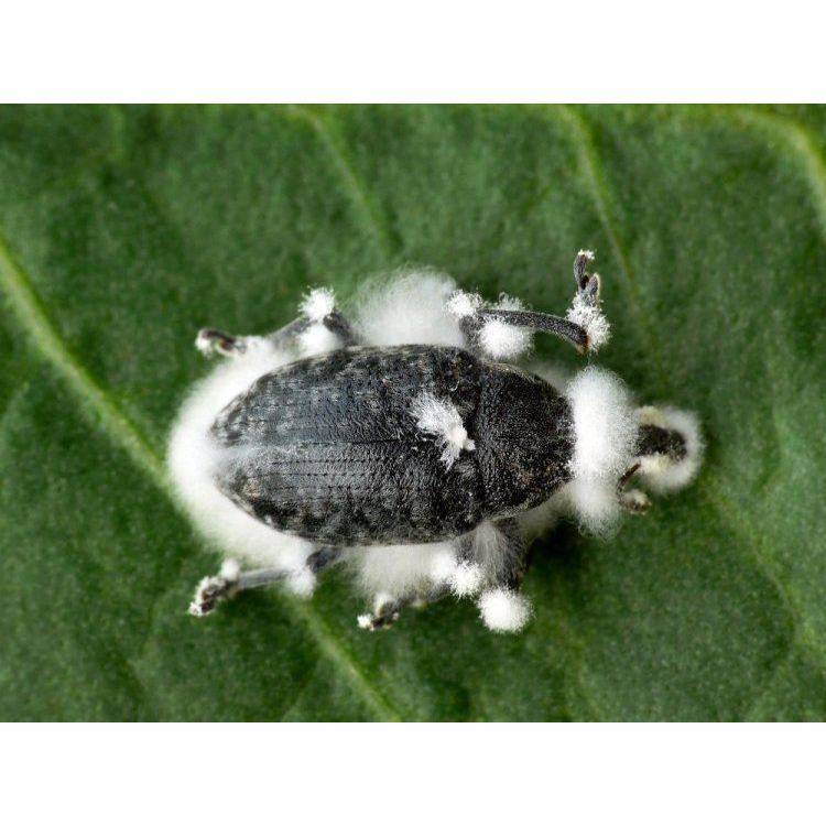 เมตาไรเซียม+บิวเวอร์เรีย แพ็คคุ้ม 2 กิโล 4 ซอง ขนาด 500 กรัม ไร้หนอน ไร้เพลี้ย ไร้แมลงรบกวน ใช้ดีบอกต่อ คุ้มราคา - รูปที่ 3