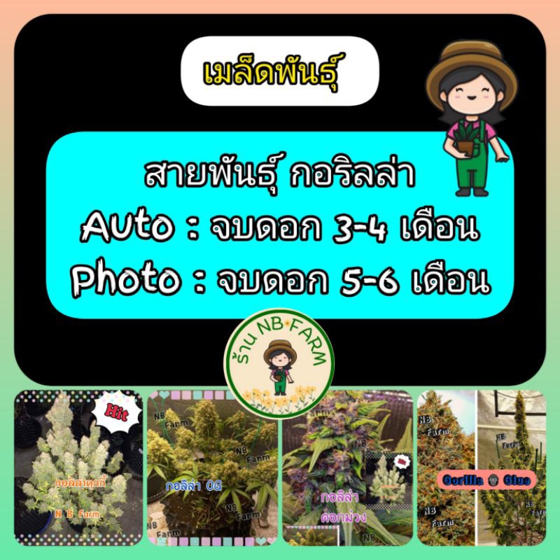 เมล็ดพันธุ์ สายพันธุ์ กอลิล่า Gorilla 5in1 คัดเพศเมีย ราคาเจ็บเเต่จบไม่บานปลาย