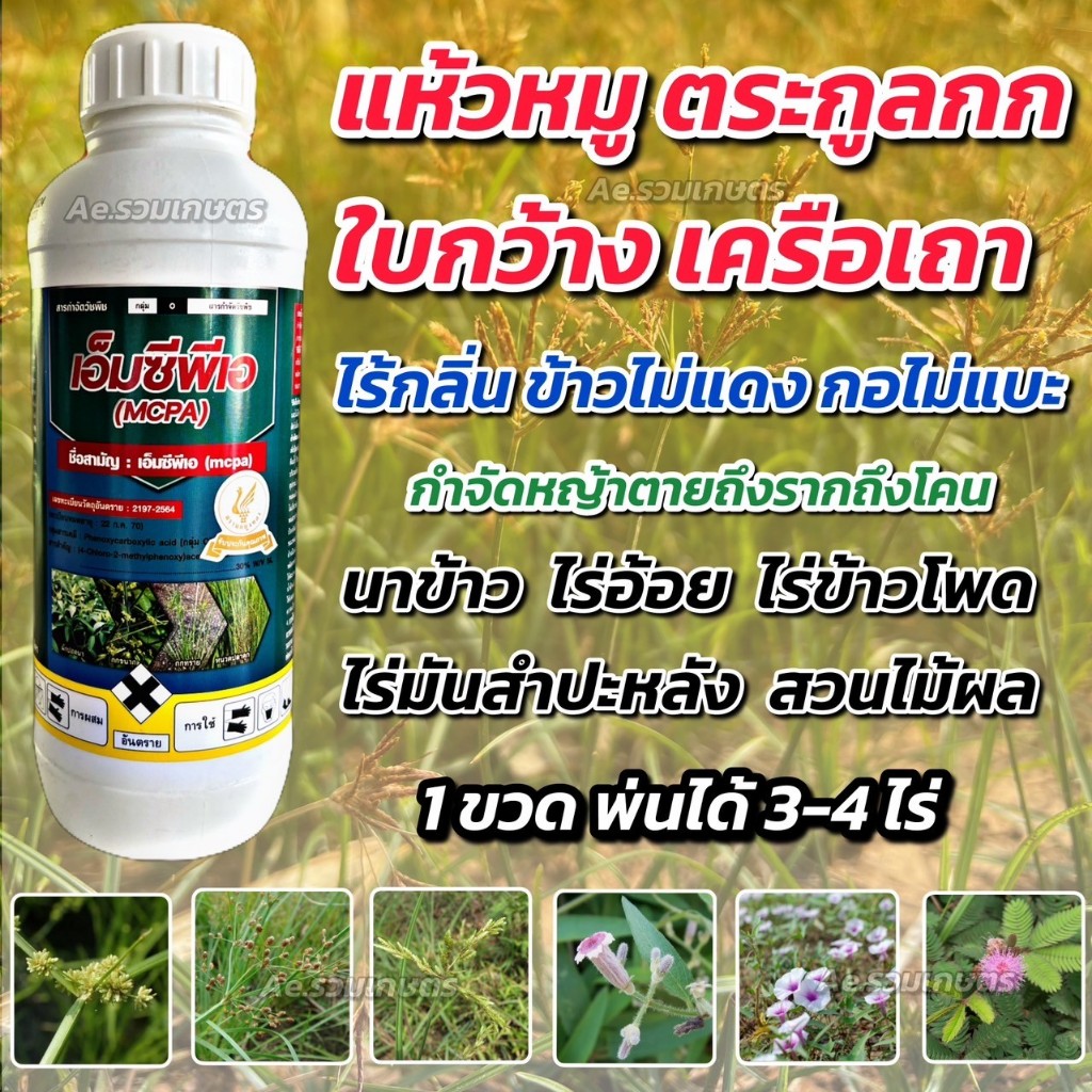 สารกำจัดแห้วหมู เอ็มซีพีเอ MCPA (ไร้กลิ่น) กำจัดหญ้าแห้วหมู ใบกว้าง เครือเถา ตระกลูกก ใช้ในนาข้าว อ้อย มันสำปะหลัง ไม้ผล