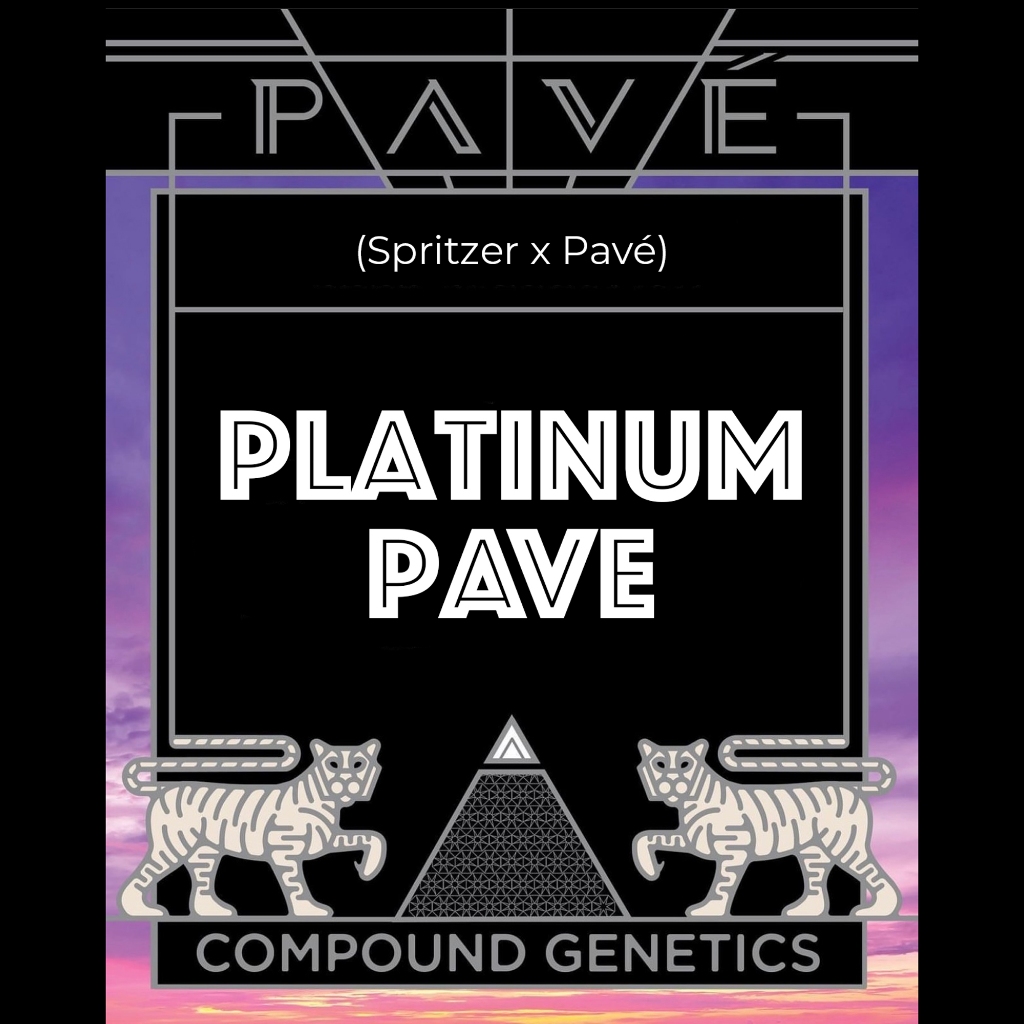 [ของแท้100%] เมล็ดพันธุ์กัญชาจาก Compound Genetics คอลเลกชัน The Menthol V2 / Pavé เมล็ดกัญ ผลผลิตสูง ยืดตัวสูง