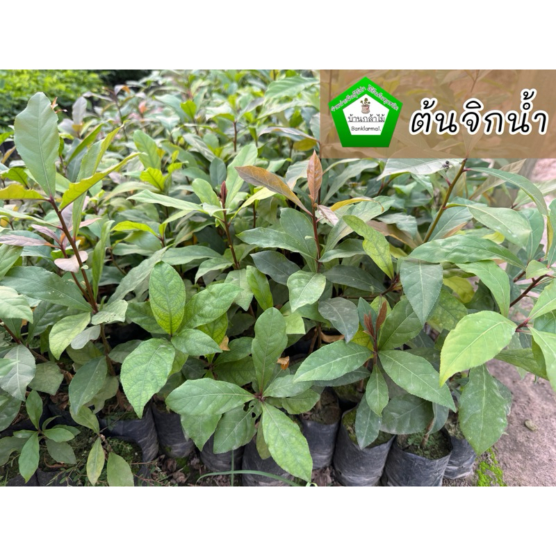 ต้นจิกน้ำ จิก กระโดนน้ำ 🎉ต้นแข็งแรง 🌿 สินค้าเสียหาย แจ้งทางร้านได้เลยจ้า