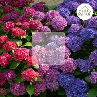 เมล็ดพันธุ์ ดอกไฮเดรนเยีย คละสี (Hydrangea) บรรจุ 10 เมล็ด
