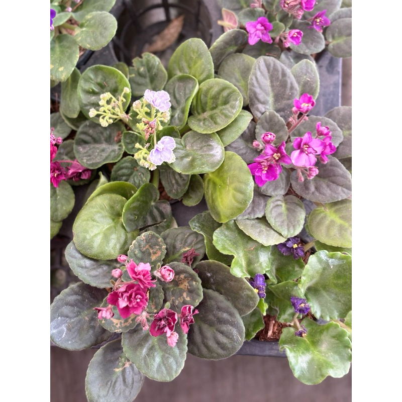 รอบ2/1/26แอฟริกันไวโอเล็ต #African Violet  ต้นไม้นำเข้าออกดอกบ่อย ราคา ถูกที่สุด ดีลบีเคเค แกลเลอรีภาพที่ 4