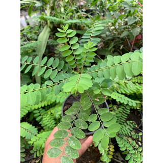 ต้นธรณีสาร กระถาง 6 นิ้ว ไม้มงคลโบราณ คนไทยโบราณเชื่อว่าถ้าป…