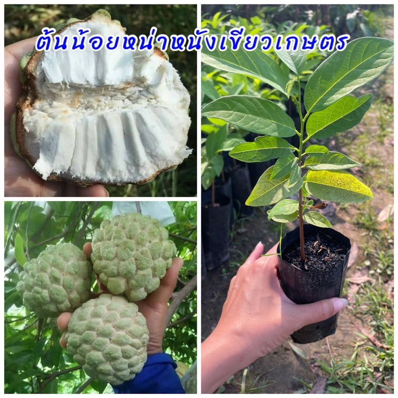 ต้นน้อยหน่าหนังเขียวเกษตร เพาะเมล็ด ปลูกง่ายโตเร็ว ลูกใหญ่ เนื้อเยอะ ผลดก รสชาติหวาน อร่อย ปลูกได้ทุกพื้นที่