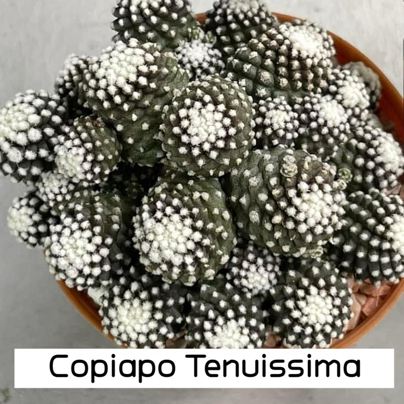 [ถูกที่สุด]แคคตัสโคเปียโปเทนุยซิมา มอนส์เตอร์ cactus&amp;succulents กระบองเพชร ต้นไม้ เรนโบว์ ไม้อวบน้ำ ถังทอง