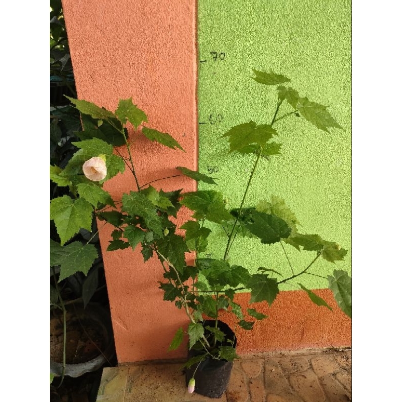 ต้นชบาโคมญี่ปุ่น ชบาโคมจีน ต้นชำพร้อมปลูก สูง 30-80 เซนติเมตร - รูปที่ 6