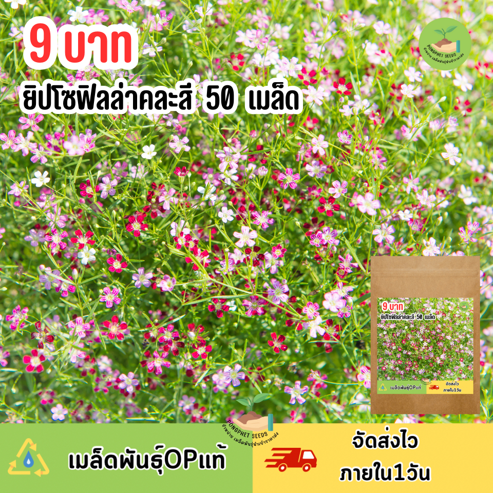 พิเศษ 9 บาท เมล็ดพันธุ์ดอกยิปโซฟิลล่าคละสี บรรจุ50 เมล็ด