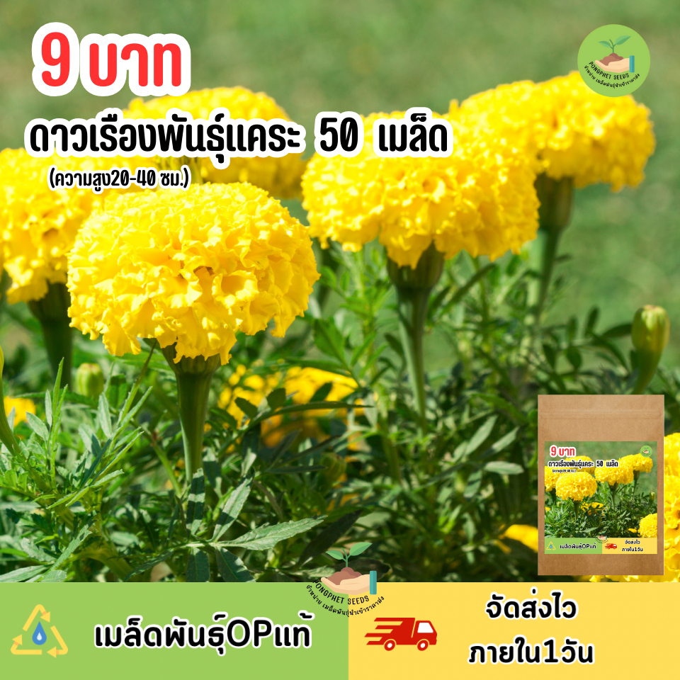 พิเศษ 9 บาท ดาวเรืองแคระสีเหลือง 50 เมล็ด