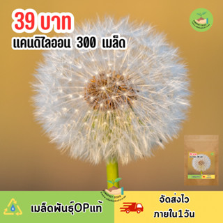 เมล็ดพันธุ์ดอกแคนดิไลออน 300 เมล็ด