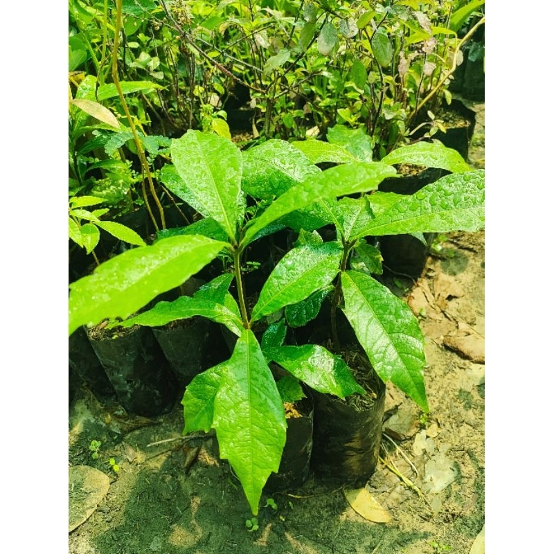 พวงครามออสเตรเลีย สีม่วงพันธุ์ช่อดอกใหญ่ ต้นพันธุ์เพาะเมล็ด ดอกดก ออกตลอดปี ต้นเเข็งเเรงพร้อมปลูก เสียหายยินดีเคลมฟรี - รูปที่ 2