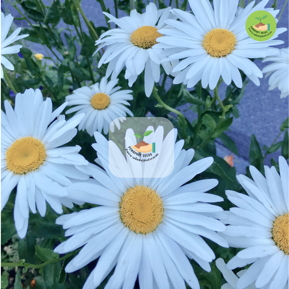พิเศษ 9 บาท ดอกแแอสเตอร์สีน้ำเงิน 60 เมล็ด - รูปที่ 2