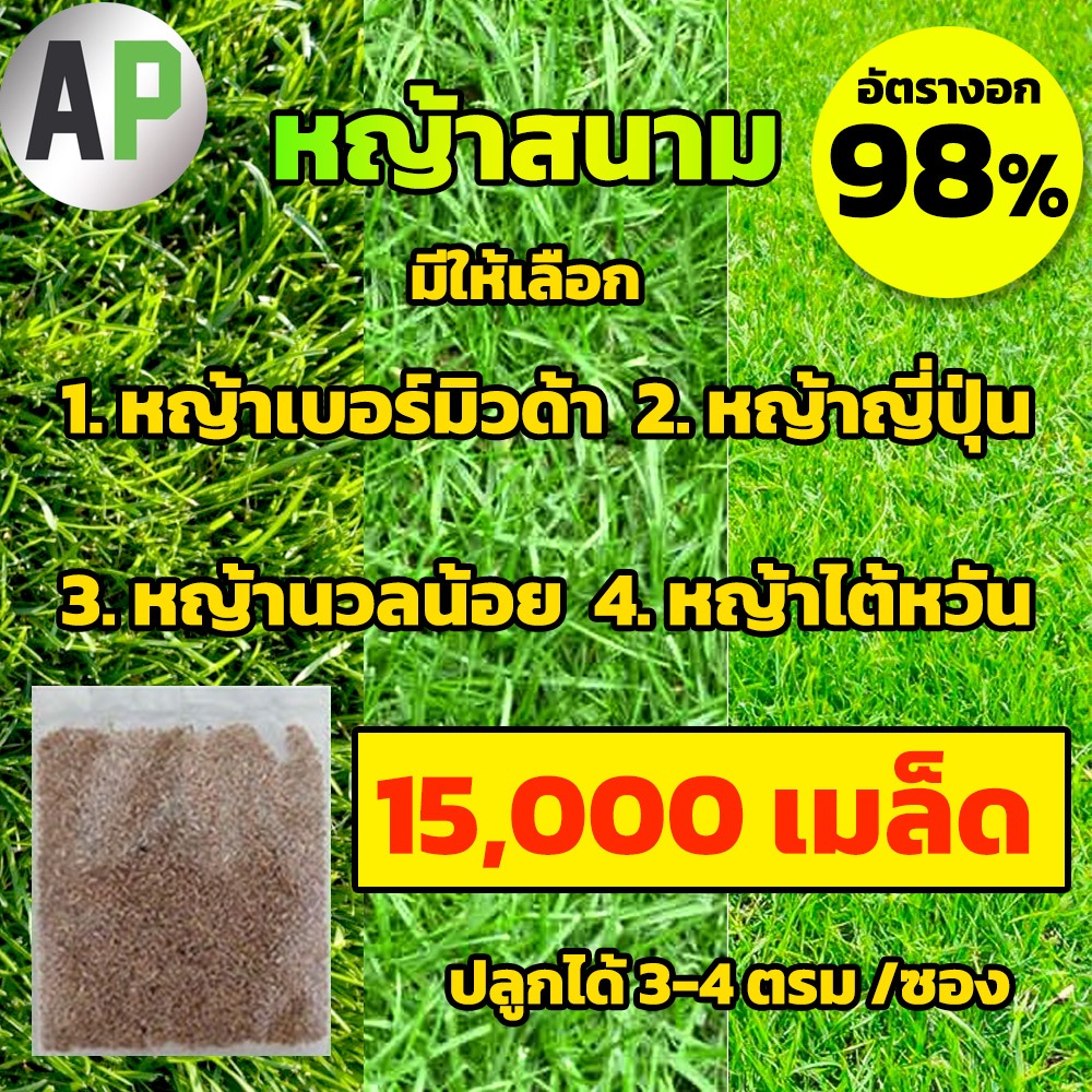 150000+ เมล็ดพันธุ์ เมล็ดหญ้า เบอร์มิวด้า /  หญ้านวลน้อย / หญ้าไต้หวัน / หญ้าญี่ปุ่น / หญ้าเมเลย์ / 