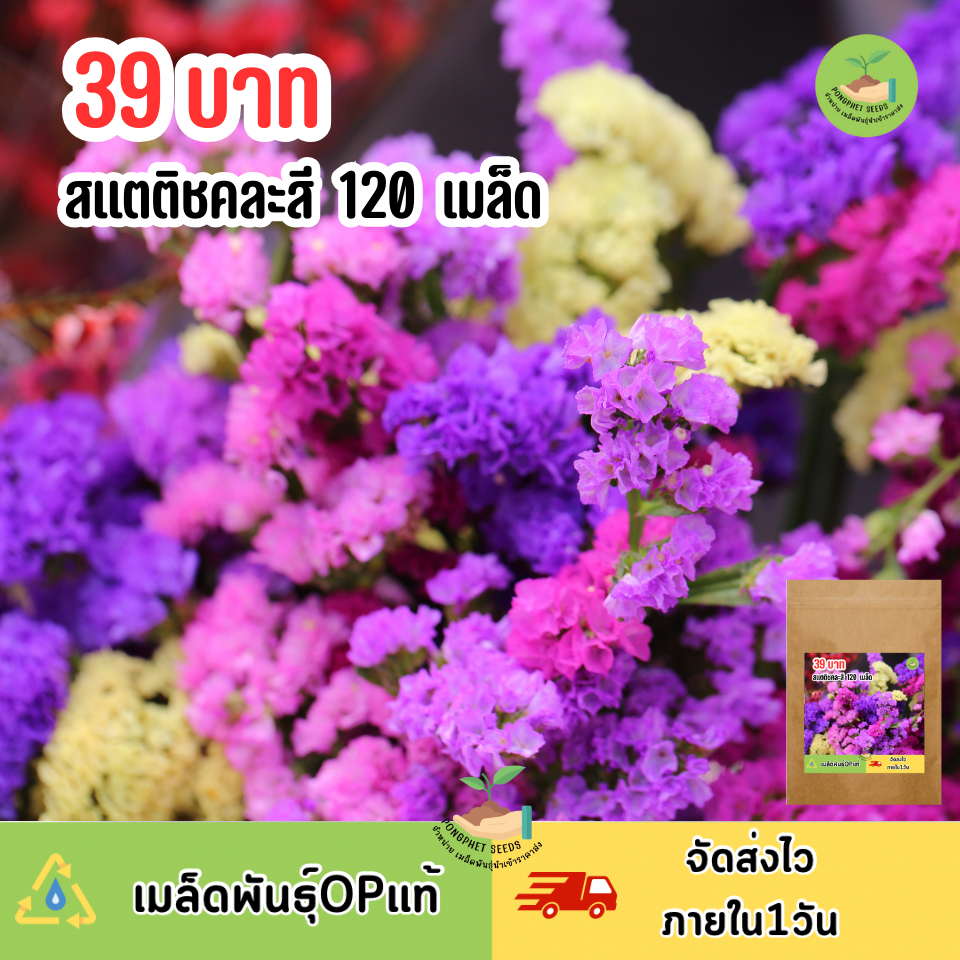 เมล็ดพันธุ์ดอกสแตติสคละสี 120 เมล็ด