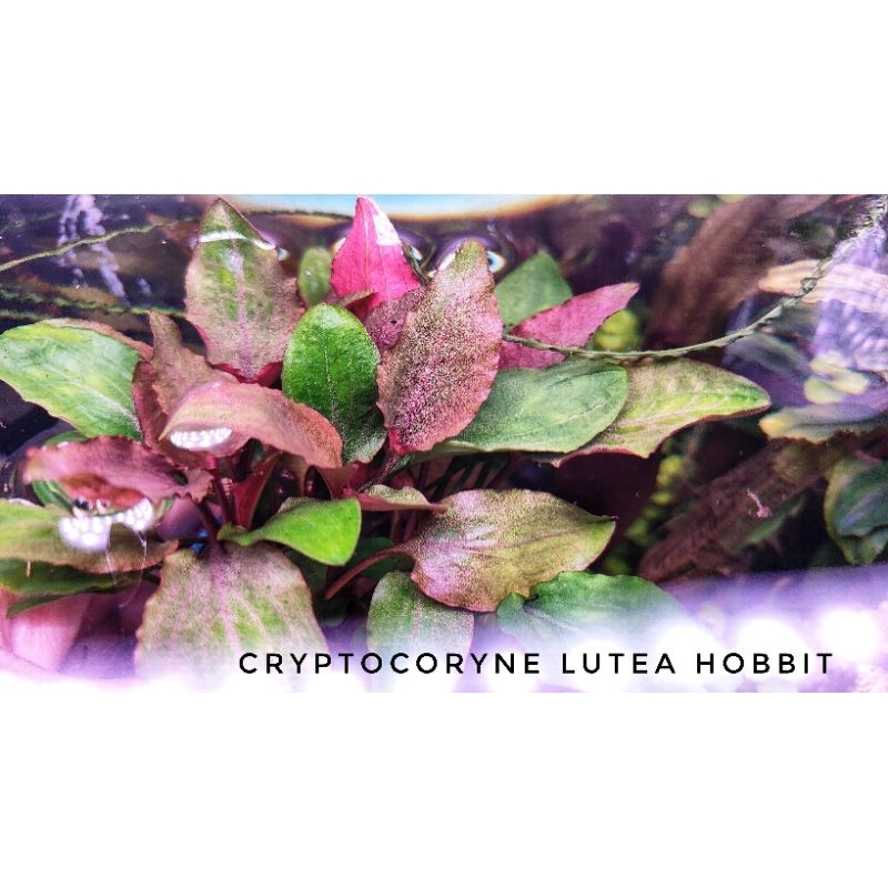 Cryptocoryne lutea hobbit ไม้โตช้ามาก