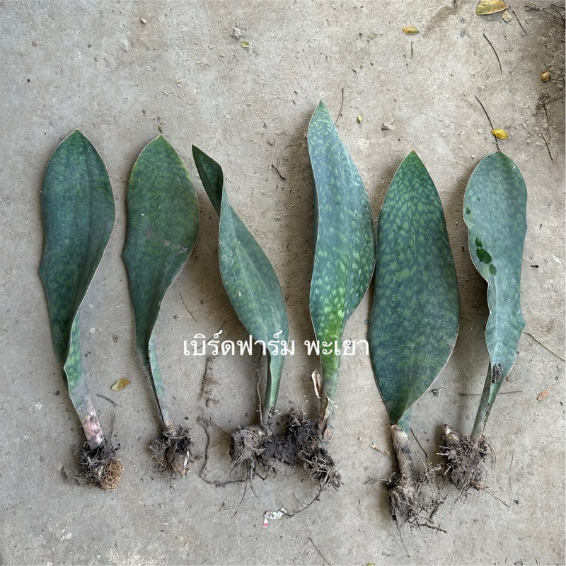 ลิ้นมังกรครีบปลาวาฬ (Samse-Vieria) ใบใหญ่มาก ส่งแบบล้างราก
