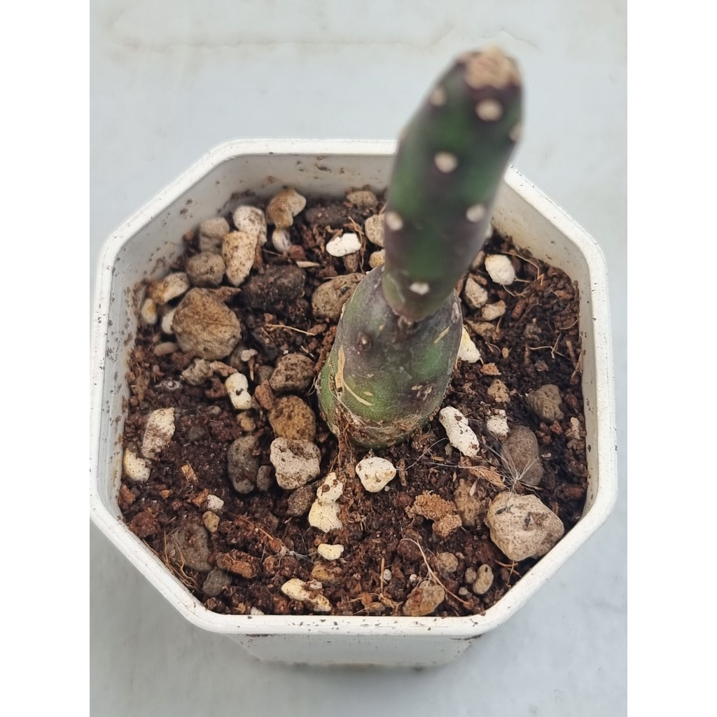 แคคตัส 🌵 ตุ๊กตาไม้ กระบองเพชร Opuntia Elata Cactus Succulent