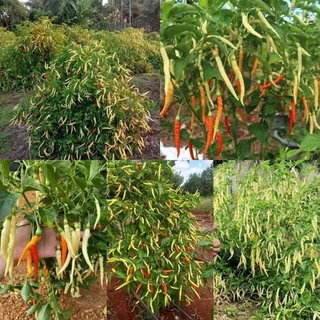 เมล็ดพันธุ์พริกเหลืองพัทลุงเเท้ 300-400 เมล็ด39 บาท โปรซื้อ 5 แถม 3 ซอง