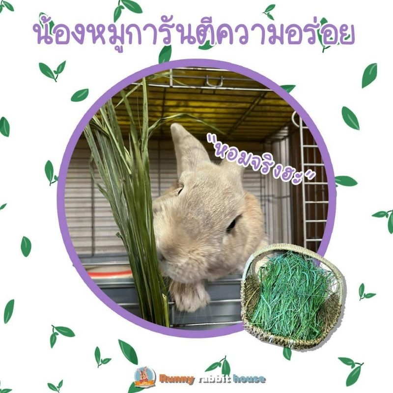 ในliveลด100.-สุดคุ้มถุง500กรัม หญ้าทิมโมธีอบลมร้อน เกรดยอดอ่อน ใบเยอะ ก้านเรียวเล็ก มีไฟเบอร์วิตามิน สำหรับสัตว์ฟันแทะ - รูปที่ 3