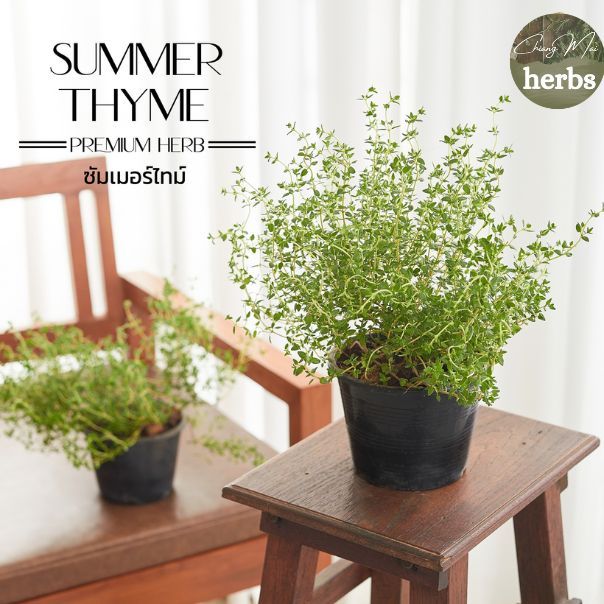 H23ซัมเมอร์ ไทม์ (Summer Thyme) ใบจะตั้งขึ้น กระถาง 6 นิ้ว สูง 25 cm. สมุนไพรฝรั่ง เครื่องเทศ กลิ่นหอมมาก สรรพคุณมา