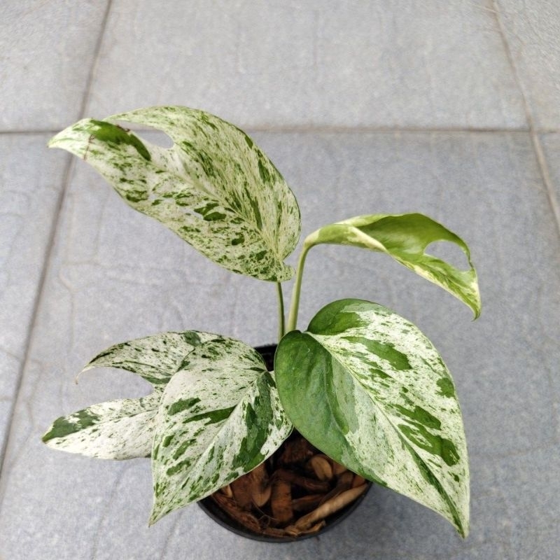 ipimarble อิพิมาเบิ้ล กระถาง 5" -6"สอบถามได้ค่ะ