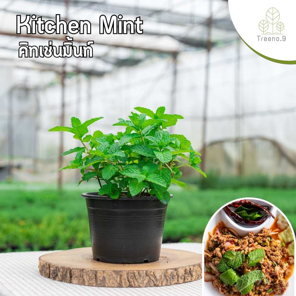 Treeno.9 T393 คิทเช่นมิ้นท์ - กลิ่นหอมมาก (Kitchen mint) กระถาง 6 นิ้ว / สูง 15-30 ซม. / สมุนไพรฝรั่ง ดีต่อสุขภาพ