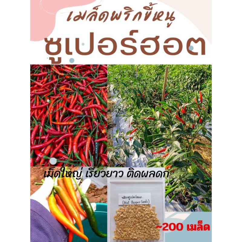 [ซื้อ5แถม1,ซื้อ10แถม2] เมล็ดพันธุ์พริก พริกขี้หนู พริกจินดาแดง พริกซูเปอร์ฮอต Hot Peppers Seeds 1 กรัม 200-300เมล็ด