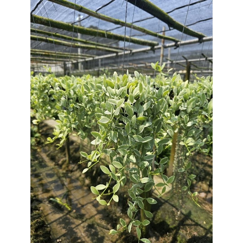 ต้นเดฟด่าง กระถาง2.5″